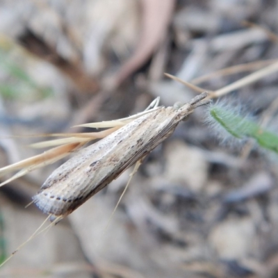 Faveria tritalis (Couchgrass Webworm) at Cook, ACT - 12 Nov 2018 by CathB