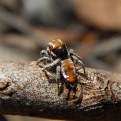 Maratus calcitrans (Kicking peacock spider) at Dunlop, ACT - 13 Nov 2018 by CathB