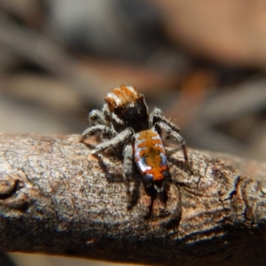 Maratus calcitrans at Dunlop, ACT - 13 Nov 2018