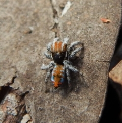 Maratus calcitrans at Dunlop, ACT - 13 Nov 2018