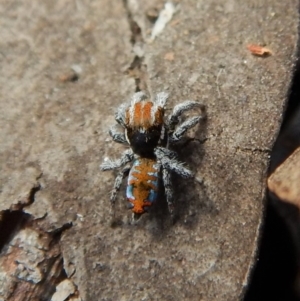 Maratus calcitrans at Dunlop, ACT - suppressed