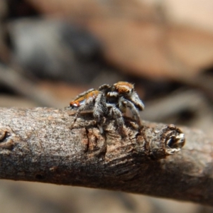 Maratus calcitrans at Dunlop, ACT - suppressed