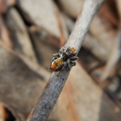 Maratus calcitrans at Dunlop, ACT - suppressed