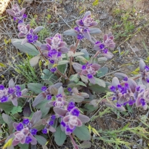 Ajuga australis at Corrowong, NSW - 12 Nov 2018