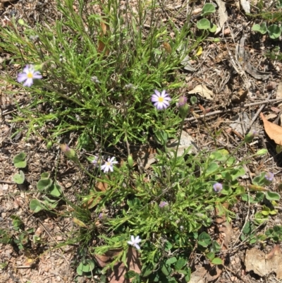 Vittadinia muelleri (Narrow-leafed New Holland Daisy) at Corrowong, NSW - 12 Nov 2018 by BlackFlat