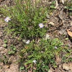 Vittadinia muelleri (Narrow-leafed New Holland Daisy) at Black Flat at Corrowong - 12 Nov 2018 by BlackFlat