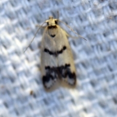 Compsotropha strophiella (A Concealer moth (Wingia group)) at O'Connor, ACT - 4 Nov 2018 by ibaird