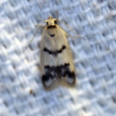 Compsotropha strophiella (A Concealer moth (Wingia group)) at O'Connor, ACT - 4 Nov 2018 by ibaird