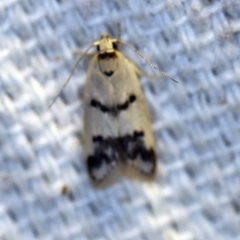 Compsotropha strophiella (A Concealer moth) at O'Connor, ACT - 4 Nov 2018 by ibaird