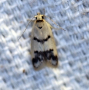 Compsotropha strophiella at O'Connor, ACT - 4 Nov 2018