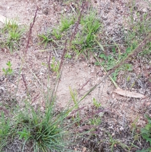 Poa sieberiana at Corrowong, NSW - 10 Nov 2018