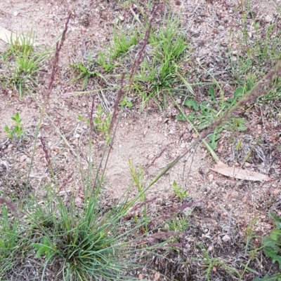 Poa sieberiana (Poa Tussock) at Corrowong, NSW - 10 Nov 2018 by BlackFlat