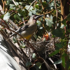 Anthochaera carunculata (Red Wattlebird) at Fyshwick, ACT - 11 Nov 2018 by MatthewFrawley