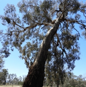 Eucalyptus melliodora at Pialligo, ACT - 11 Nov 2018