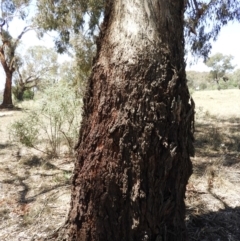 Eucalyptus melliodora at Pialligo, ACT - 11 Nov 2018 01:31 PM