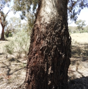 Eucalyptus melliodora at Pialligo, ACT - 11 Nov 2018