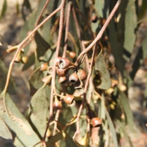 Eucalyptus melliodora at Pialligo, ACT - 11 Nov 2018