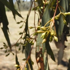 Eucalyptus melliodora at Pialligo, ACT - 11 Nov 2018 01:31 PM