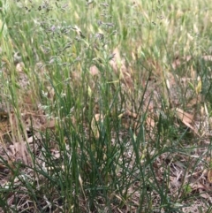 Poa pratensis (Kentucky Bluegrass) at Corrowong, NSW - 13 Nov 2018 by BlackFlat