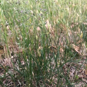 Poa pratensis at Corrowong, NSW - 13 Nov 2018 01:54 PM