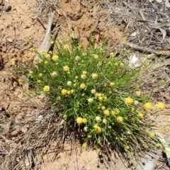 Calotis lappulacea (Yellow Burr Daisy) at Pialligo, ACT - 11 Nov 2018 by MatthewFrawley