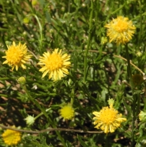 Calotis lappulacea at Pialligo, ACT - 11 Nov 2018 01:57 PM