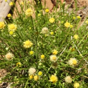 Calotis lappulacea at Pialligo, ACT - 11 Nov 2018 01:57 PM