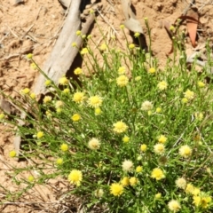 Calotis lappulacea at Pialligo, ACT - 11 Nov 2018 01:57 PM