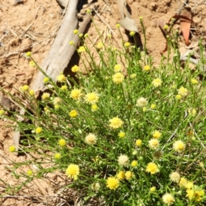 Calotis lappulacea at Pialligo, ACT - 11 Nov 2018 01:57 PM