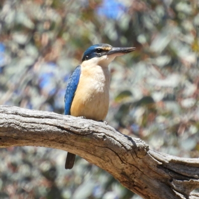 Todiramphus sanctus (Sacred Kingfisher) at Pialligo, ACT - 11 Nov 2018 by MatthewFrawley