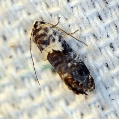 Eupselia aristonica (A Twig Moth) at O'Connor, ACT - 4 Nov 2018 by ibaird