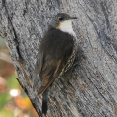 Cormobates leucophaea (White-throated Treecreeper) at Booth, ACT - 13 Nov 2018 by JohnBundock