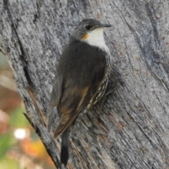 Cormobates leucophaea (White-throated Treecreeper) at Booth, ACT - 12 Nov 2018 by JohnBundock