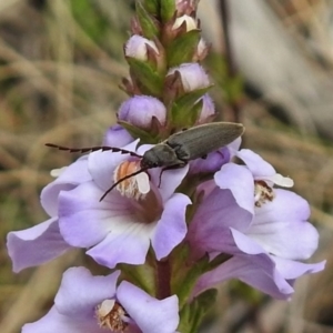 Elateridae (family) at Booth, ACT - 13 Nov 2018 11:04 AM