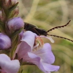 Elateridae sp. (family) at Booth, ACT - 13 Nov 2018