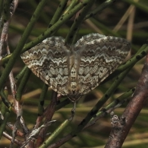 Chrysolarentia symphona at Namadgi National Park - 13 Nov 2018 10:57 AM