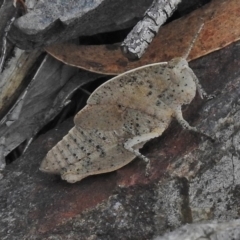 Goniaea australasiae (Gumleaf grasshopper) at Booth, ACT - 12 Nov 2018 by JohnBundock