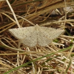 Taxeotis intermixtaria (Dark-edged Taxeotis) at Booth, ACT - 13 Nov 2018 by JohnBundock