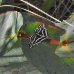 Dichromodes confluaria (Ceremonial Heath Moth) at Namadgi National Park - 12 Nov 2018 by JohnBundock