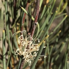 Hakea microcarpa (Small-fruit Hakea) at Greenway, ACT - 10 Nov 2018 by PeterR