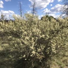 Hakea microcarpa at Greenway, ACT - 10 Nov 2018