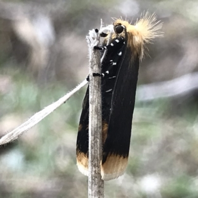 Unnamed genus and species (A Timber moth (subfamily Xyloryctidae)) at Tuggeranong Hill - 10 Nov 2018 by PeterR