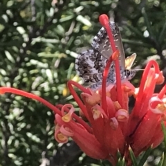 Neolucia agricola (Fringed Heath-blue) at Pine Island to Point Hut - 10 Nov 2018 by PeterR