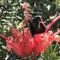 Neolucia agricola at Greenway, ACT - 10 Nov 2018 04:00 PM