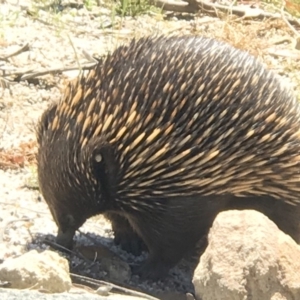 Tachyglossus aculeatus at Acton, ACT - 12 Nov 2018 01:52 PM