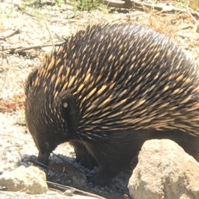 Tachyglossus aculeatus (Short-beaked Echidna) at ANBG - 12 Nov 2018 by PeterR
