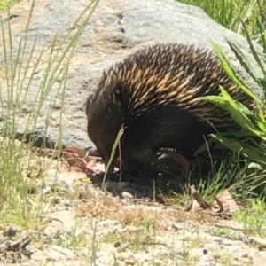 Tachyglossus aculeatus at Acton, ACT - 12 Nov 2018 01:52 PM