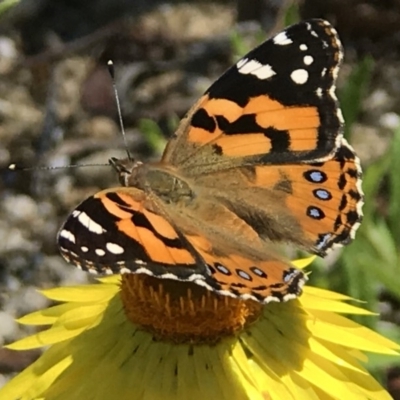 Vanessa kershawi (Australian Painted Lady) at ANBG - 12 Nov 2018 by PeterR