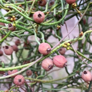 Cassytha pubescens at Acton, ACT - 13 Nov 2018