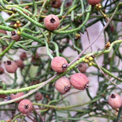 Cassytha pubescens (Devil's Twine) at ANBG South Annex - 12 Nov 2018 by RWPurdie